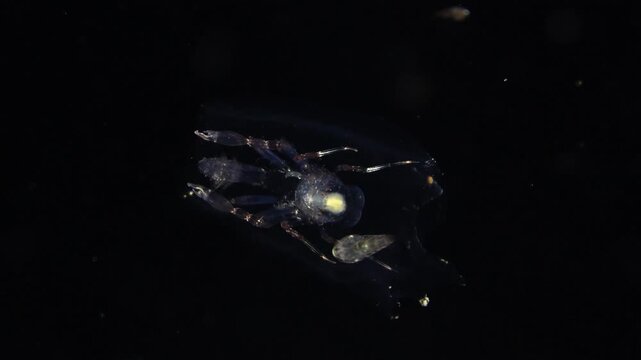 Rare footage of an isopod invading a Phronima's gelatinous house, causing the amphipod to flee the frame