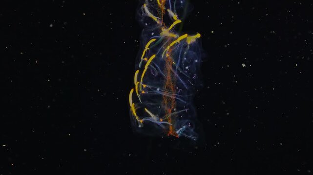 Vertical camera pan scanning the entire body of a strange Helicosalpa virgula drifting in the dark deep sea