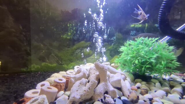 A wide shot of a well-maintained freshwater aquarium featuring Gourami fish swimming among colorful gravel, white coral, and green plastic plants with an air bubbler.