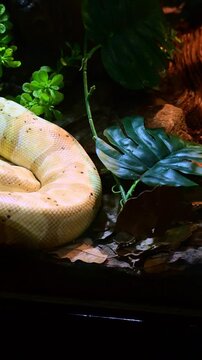 albino royal python in a terrarium
