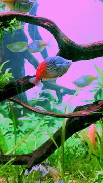 Boeseman's rainbowfish in the fish tank