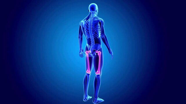 3D Skeleton Animation Highlighting Femur Bone in Glowing Pink
