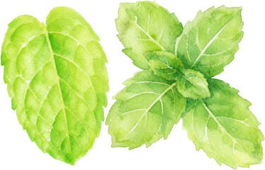 Fresh Watercolor Mint Leaf Botanical Clipart Set with Isolated Green Herbal Foliage PNG © Noire8lossom