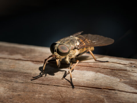 Large horsefly Tabanus resting on weathered wooden surface in summer