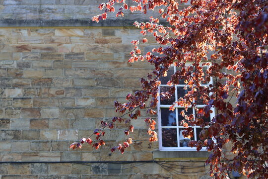 Copper beech tree growing in front of an old stone building