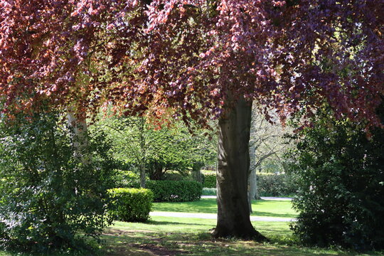 Copper beech tree in a garden landscape