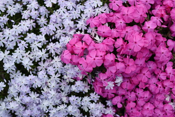 Fototapeta premium Creeping phlox or phlox subulata flowers