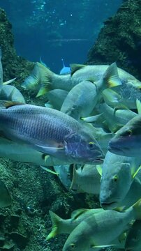school of yellowtail snappers swimming in a blue ocean reef