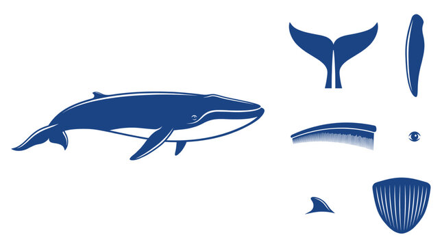 Majestic Blue Whale Vector Illustration Featuring Detailed Anatomical Study Icons For Tail Fluke Baleen Plates Fin Eye And Ventral Grooves Markings