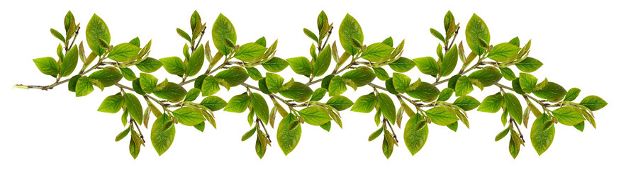 Fototapeta premium Fresh green leaves in a spring or summer line arrangement isolated on white or transparent background