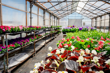 Naklejka premium Greenhouse a greenhouse with flowering garden plants, where seedlings are grown, sunny and bright