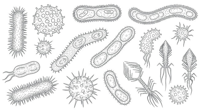 Collection of Hand Drawn Microorganisms Including Bacteria, Viruses and Bacteriophages in Vintage Engraving Style Vector Illustration