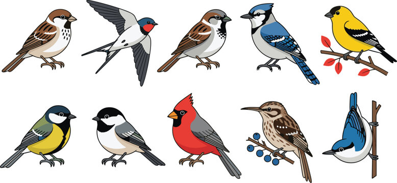 North American backyard bird vector set featuring cardinal, blue jay, sparrow, swallow, goldfinch, and chickadee species isolated on white background for nature and wildlife education design projects