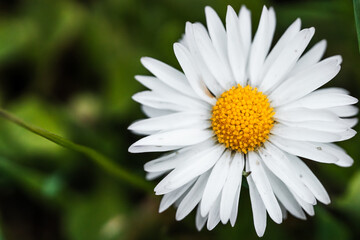 Fototapeta premium White daisy in the grass close-up