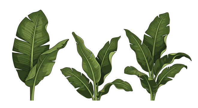 Set of lush green banana plant leaves with detailed textures and shadows suitable for tropical theme designs and patterns.