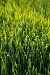 Fototapeta premium Green wheat field growing under warm sunlight, symbolizing agriculture, sustainable farming, and healthy harvest
