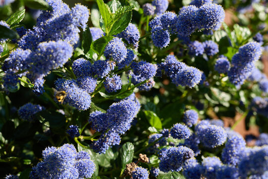 Blue Ceanothus Flower Cluster with Bee in Garden