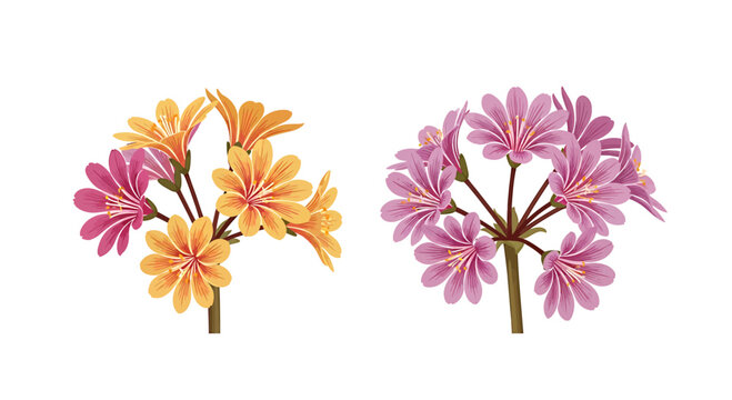 Pink and Yellow Lewisia Wildflower Sprays on White Background