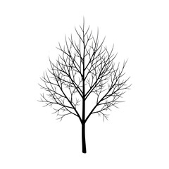 Obraz premium Silhouette of a bare tree