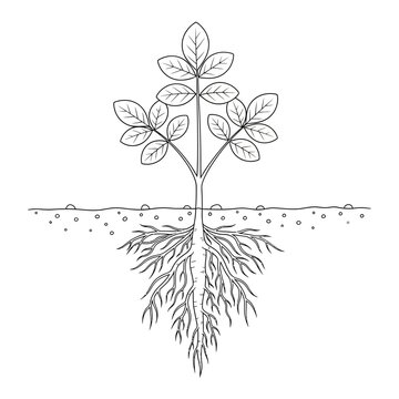 Hand drawn plant with roots underground