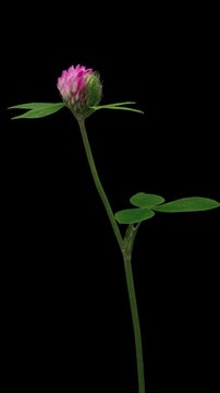 Time Lapse of flowering Clover on black background. Spring timelapse of Clover flowers