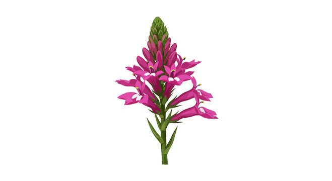 Vibrant pink lobelia cardinal flower stem isolated on white