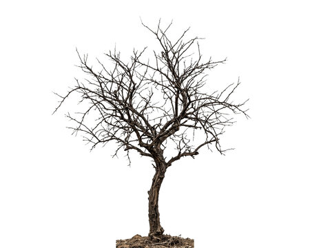 Detailed photograph of a dry dead tree with bare branches and textured bark presented as a cutout on transparent background
