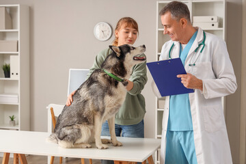 Owner brought her cute husky dog to veterinarian appointment in clinic © Pixel-Shot