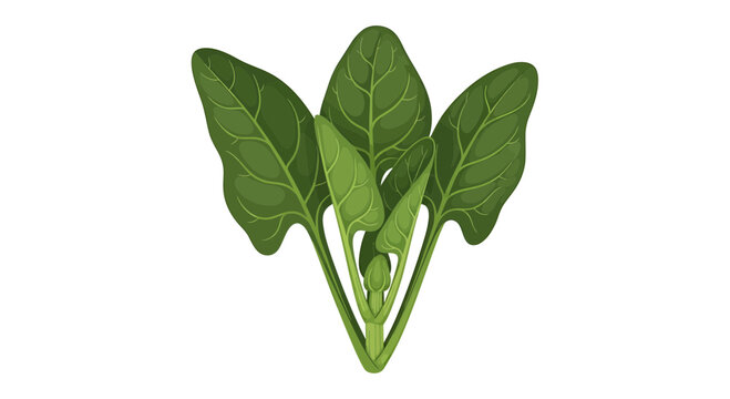 Fresh green spinach bunch isolated on white background