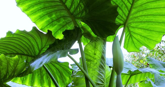 A photo taken from a low angle in the mountains of Taiwan shows the clear veins of the taro leaves.