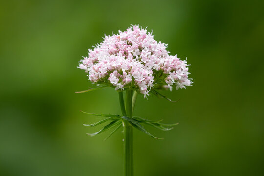 Pink common valerian Valeriana officinalis flower head on tall green stem