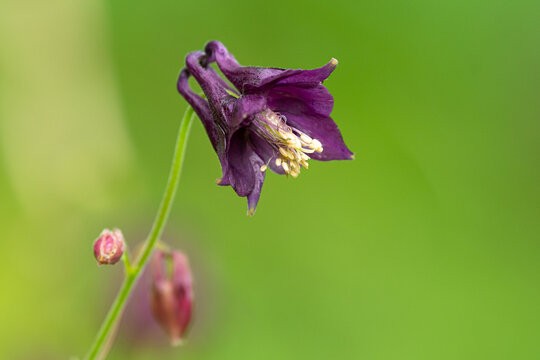Dark purple columbine Aquilegia vulgaris flower hangs over reddish bud