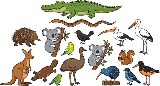 Australian wildlife animal collection with kangaroo, koala, crocodile, platypus and native birds cartoon vector set