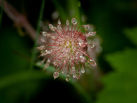 Avens Geum seed head with feathery awns holds shining dew drops in forest