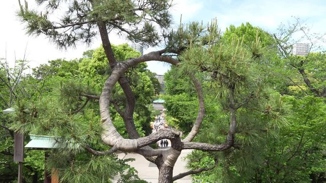 上野恩賜公園　 清水観音堂の月の松