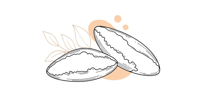 Brazil nut hand drawn illustration featuring two whole nuts and delicate leaves with soft orange abstract shapes on white background.
