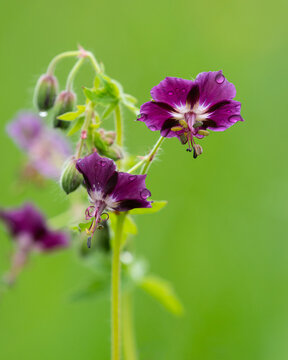 Dusky cranesbill Geranium phaeum dark purple flower with raindrops on petals