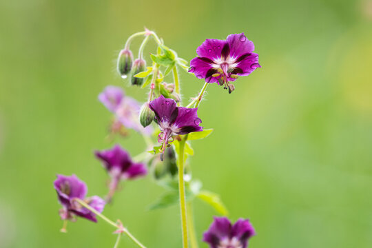 Cluster of dusky cranesbill Geranium phaeum dark purple flowers in meadow