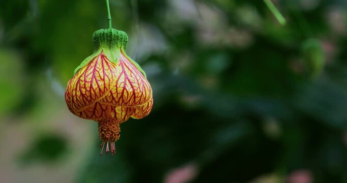 In the forests of Muxinquan Mountain, golden bell flowers hang like lanterns from the emerald green branches.