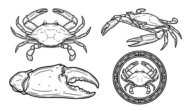 Set of four blue crab outline vector illustrations with vintage line art style