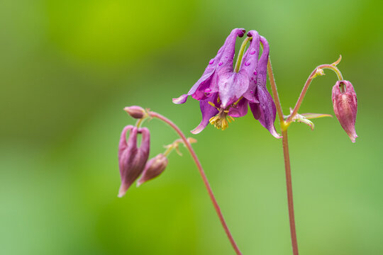 Pink columbine Aquilegia vulgaris nodding flowers with buds in green meadow