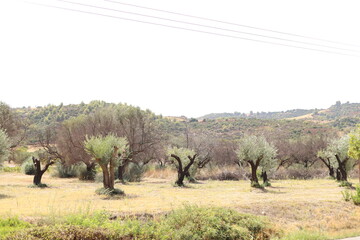 Naklejka premium Olive Grove with Gnarled Trees and Arid Landscape