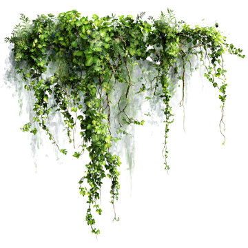 Professional Messy Jungle Vines Transparent Background for Designs