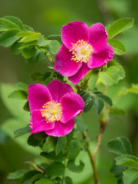 Two magenta alpine rose Rosa pendulina flowers shine in green forest light