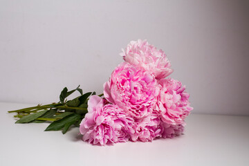 Pink peony blossom flowers close up, fresh cut scented bouquet of peony flowers on a table © JpegPhotographer
