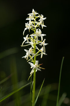 Lesser butterfly orchid Platanthera bifolia spike glows in dark forest