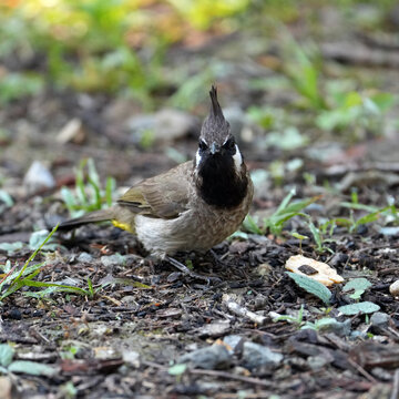 Himalayan Bulbul Standing on Ground in Natural Habitat, Front View Wildlife Portrait