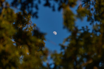 Fototapeta premium Waxing gibbous Moon with tree silhouettes on a daylight blue sky.