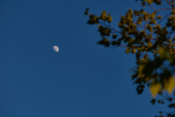Fototapeta premium Waxing gibbous Moon with tree silhouettes on a daylight blue sky.