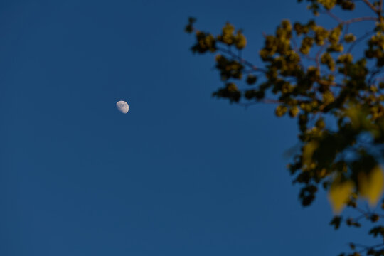 Waxing gibbous Moon with tree silhouettes on a daylight blue sky.